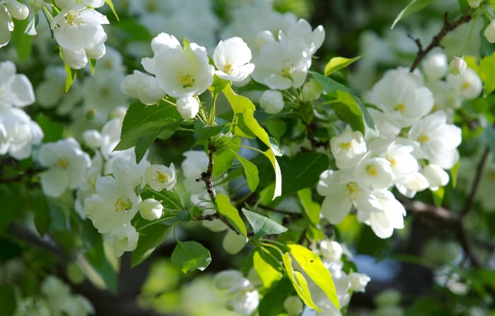 Snow Sweet® Apple Tree in Bloom