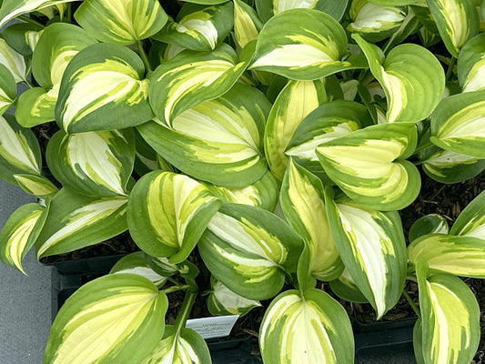 Heatwave Harmony Hosta Plants online shopping