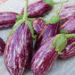 Listada de Gandia Organic Aubergine