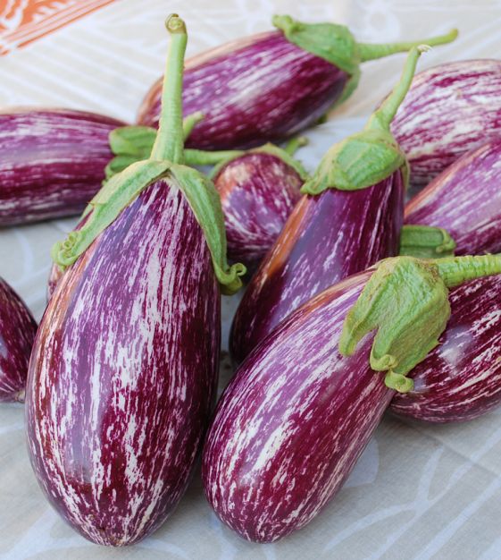 Listada de Gandia Organic Aubergine