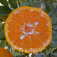 Avana Apireno Mandarin Budwood citrus plant material online shopping