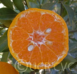 Avana Apireno Mandarin Budwood citrus plant material online shopping