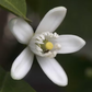 Bearss Lime Budwood citrus plant material online shopping