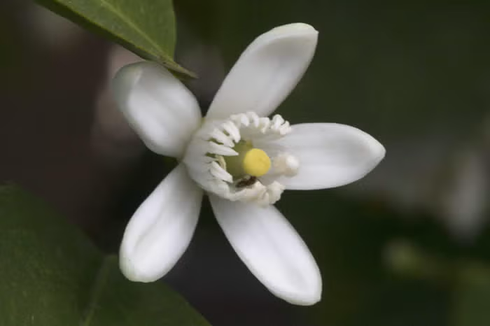 Bearss Lime Budwood citrus plant material online shopping