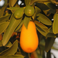 Nordmann Seedless Budwood citrus plant material online shopping