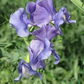 Our Harry Sweet Pea seeds online shopping