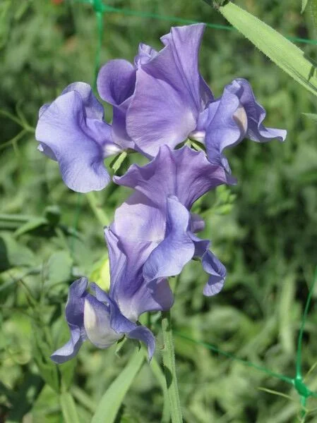 Our Harry Sweet Pea seeds online shopping