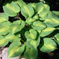 Olive Branch Hosta Plants online shopping