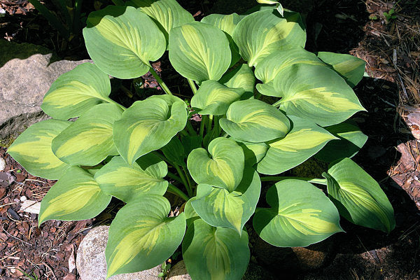 Olive Branch Hosta Plants online shopping