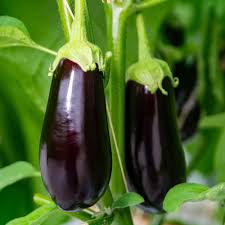 Traviata F1 Organic  Aubergine
