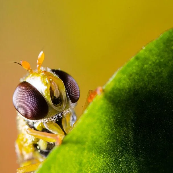 Rophoria Beneficial Hoverfly