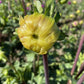 Emory Paul Dahlia Plants online shopping