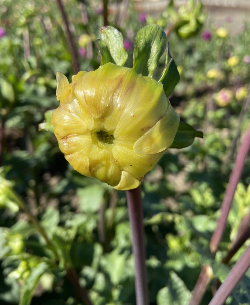 Emory Paul Dahlia Plants online shopping