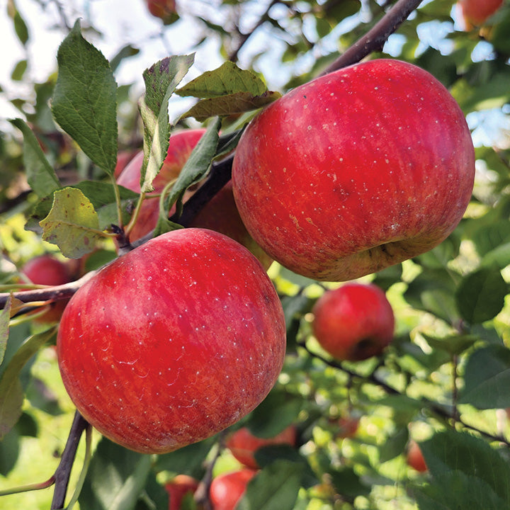 Royal Red® Honeycrisp Apple