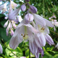 Ice Cream Hosta Plants online shopping