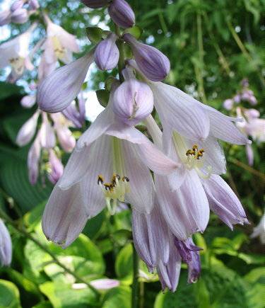 Ice Cream Hosta Plants online shopping