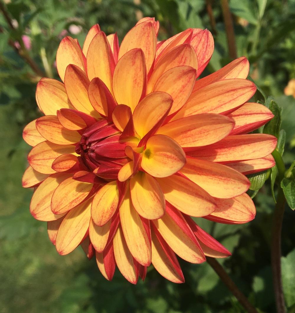 Crazy Legs Dahlia