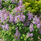 Scentara Pura® Lilac lilac plant online shopping