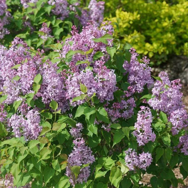 Scentara Pura® Lilac lilac plant online shopping