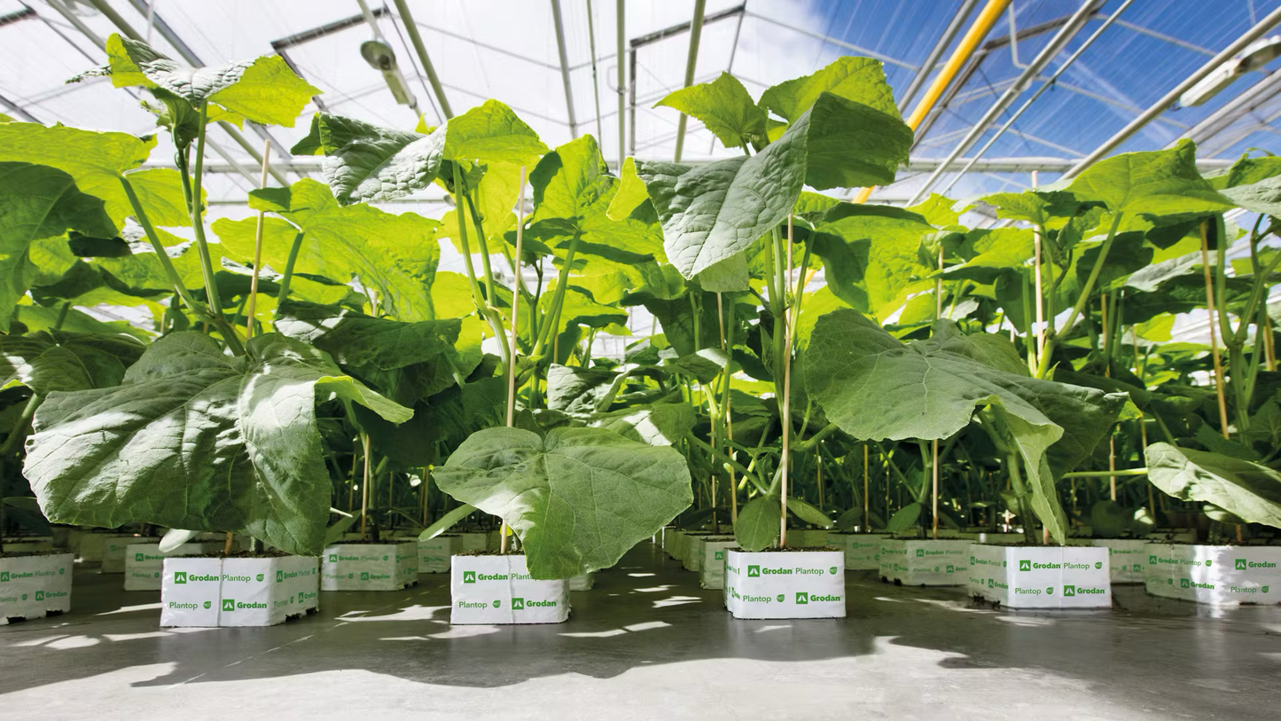 Grodan Plantop Block Propagation Rock Wool Hydroponics Substrate