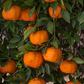 Changsha Mandarin Budwood citrus plant material online shopping