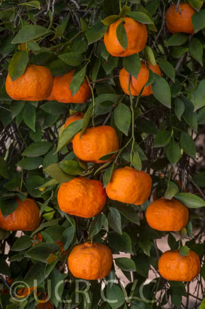 Changsha Mandarin Budwood citrus plant material online shopping