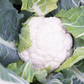 Synergy F1 Cauliflower