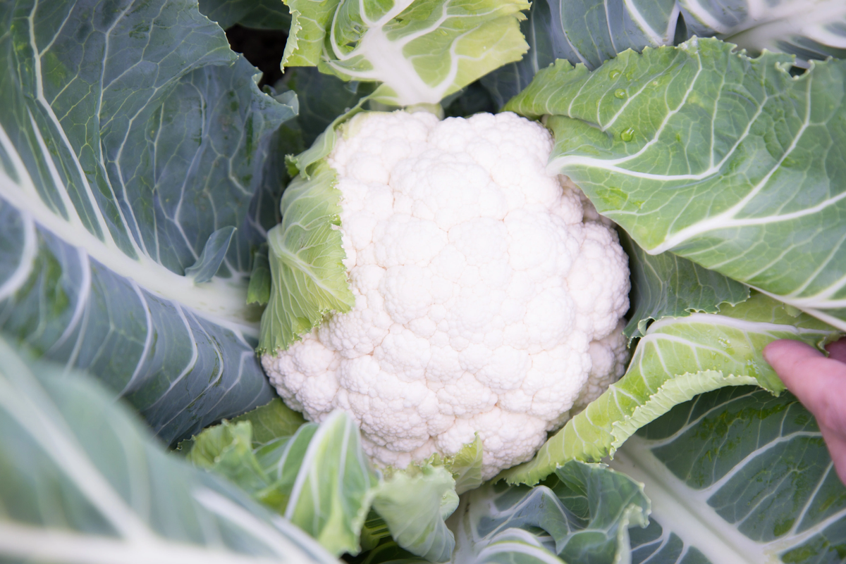 Synergy F1 Cauliflower