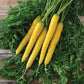 Gold Nugget Carrot