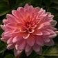 Gerrie Hoek Dahlia