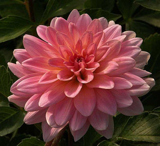 Gerrie Hoek Dahlia