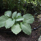 Earthquake Hosta Plants online shopping