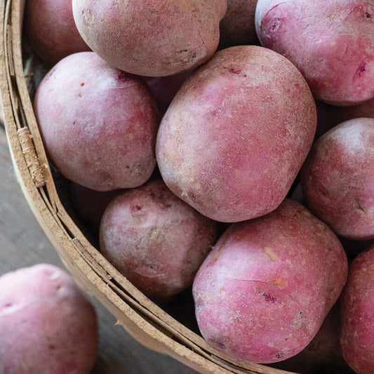 Red Port Seed Potato online shopping