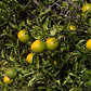 Cunningham Citrange Trifoliate Hybrid Budwood citrus plant material online shopping