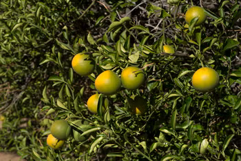 Cunningham Citrange Trifoliate Hybrid Budwood citrus plant material online shopping