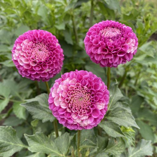 La Dee Da Dahlia