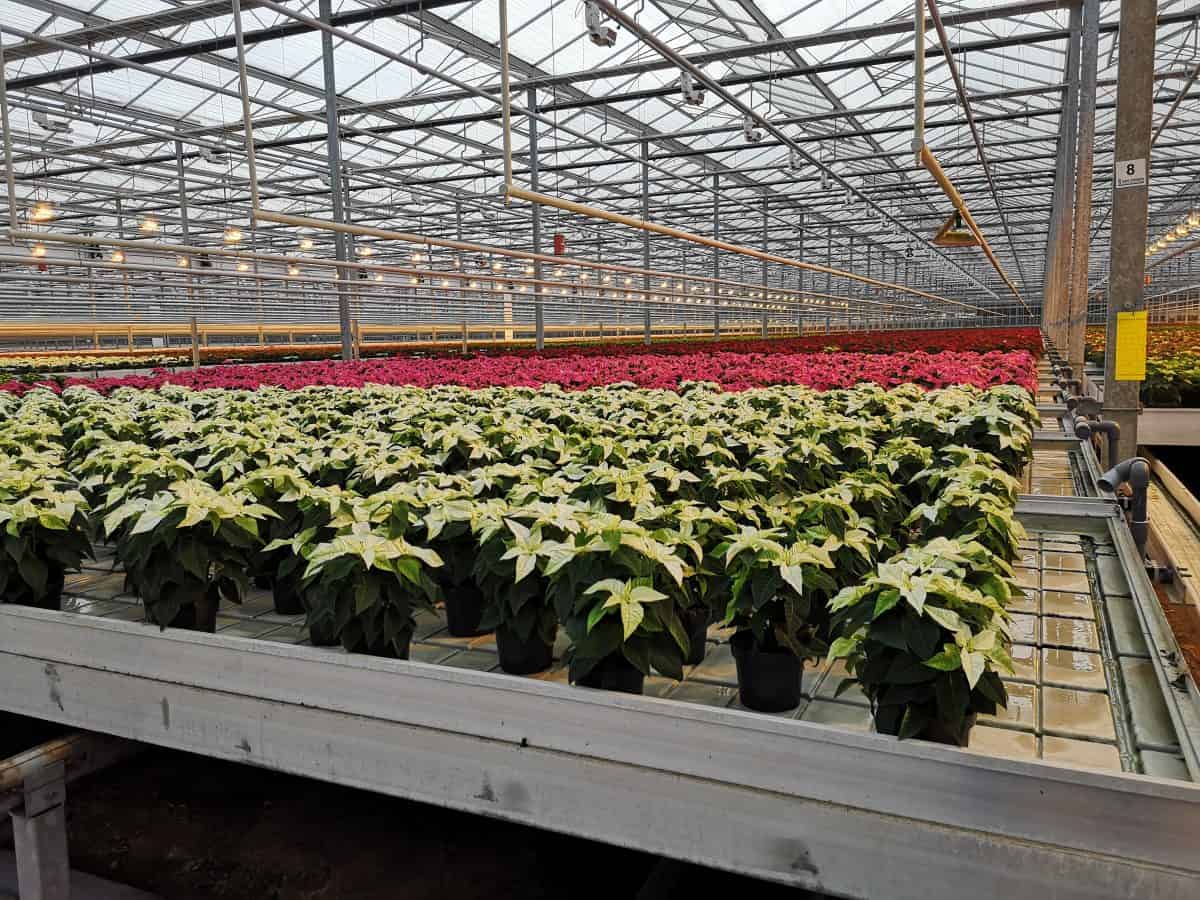 Active Aqua 4' Wide Infinity Tray  Ebb and Flow Flood Table