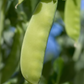 Oregon Giant Snow Pea