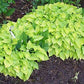 Hydon Sunset Hosta Plants online shopping