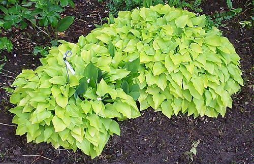 Hydon Sunset Hosta Plants online shopping