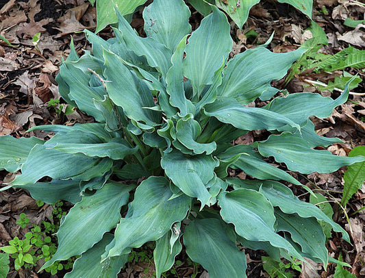 Rough And Tumble Hosta Plants online shopping