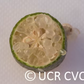 Australian Red Pulp Finger Lime Budwood citrus plant material online shopping