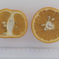 Bouquet de Fleurs Sour Orange Budwood citrus plant material online shopping