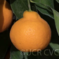 China S-9 Satsuma Mandarin Budwood citrus plant material online shopping