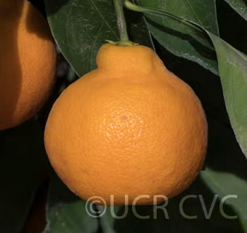 China S-9 Satsuma Mandarin Budwood citrus plant material online shopping