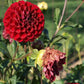 Cornel Dahlia Plants online shopping