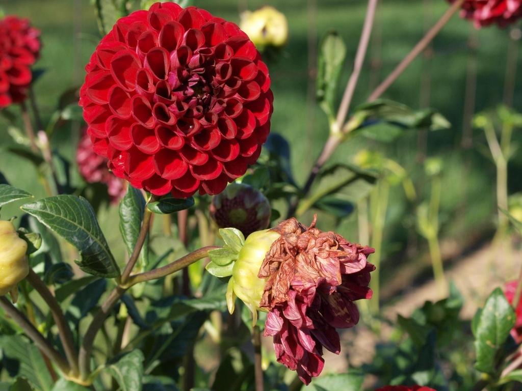 Cornel Dahlia Plants online shopping