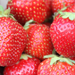 AAC-Kate Late Season Strawberry