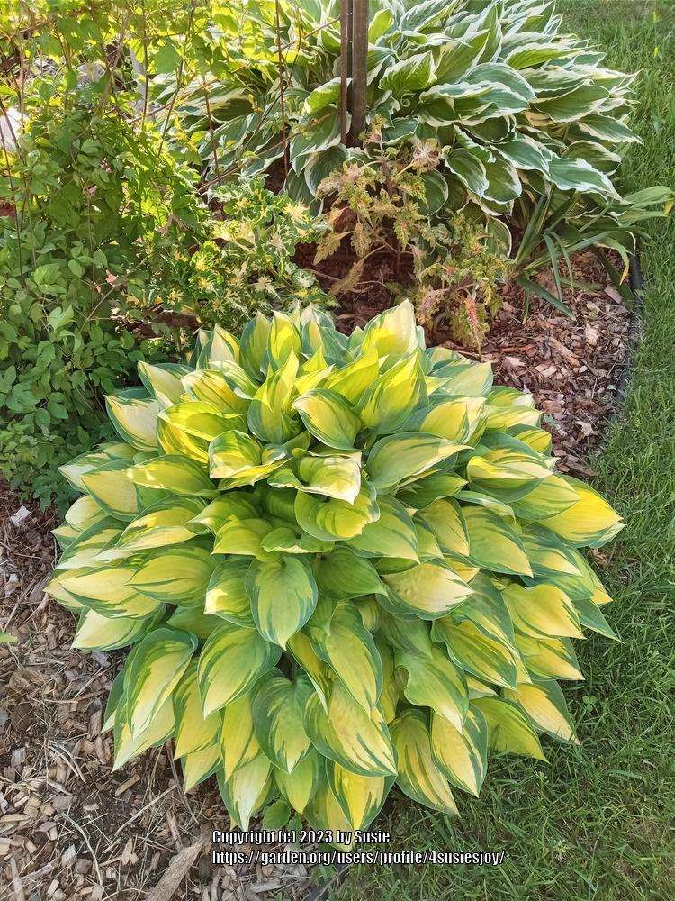 Dinner Mint Hosta Plants online shopping