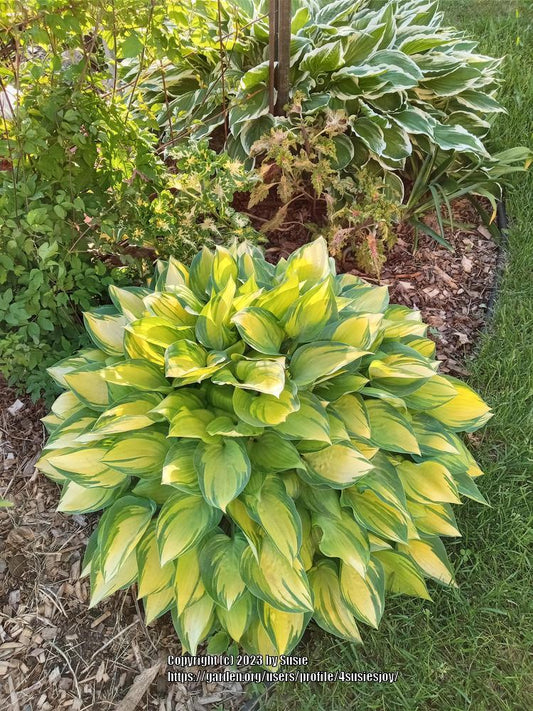 Dinner Mint Hosta Plants online shopping